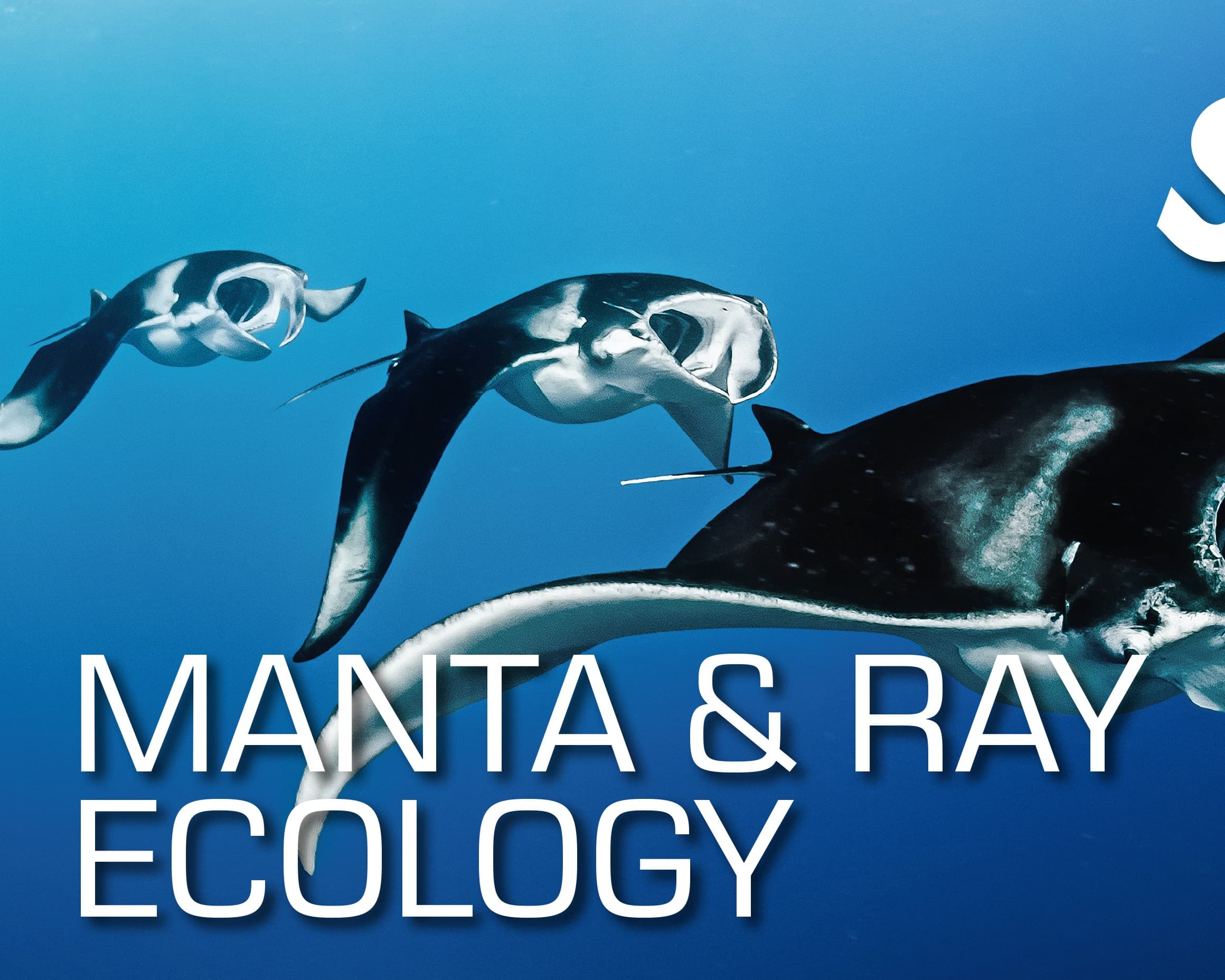 Especialidad ONLINE Ecología de Mantarrayas y Rayas SSI