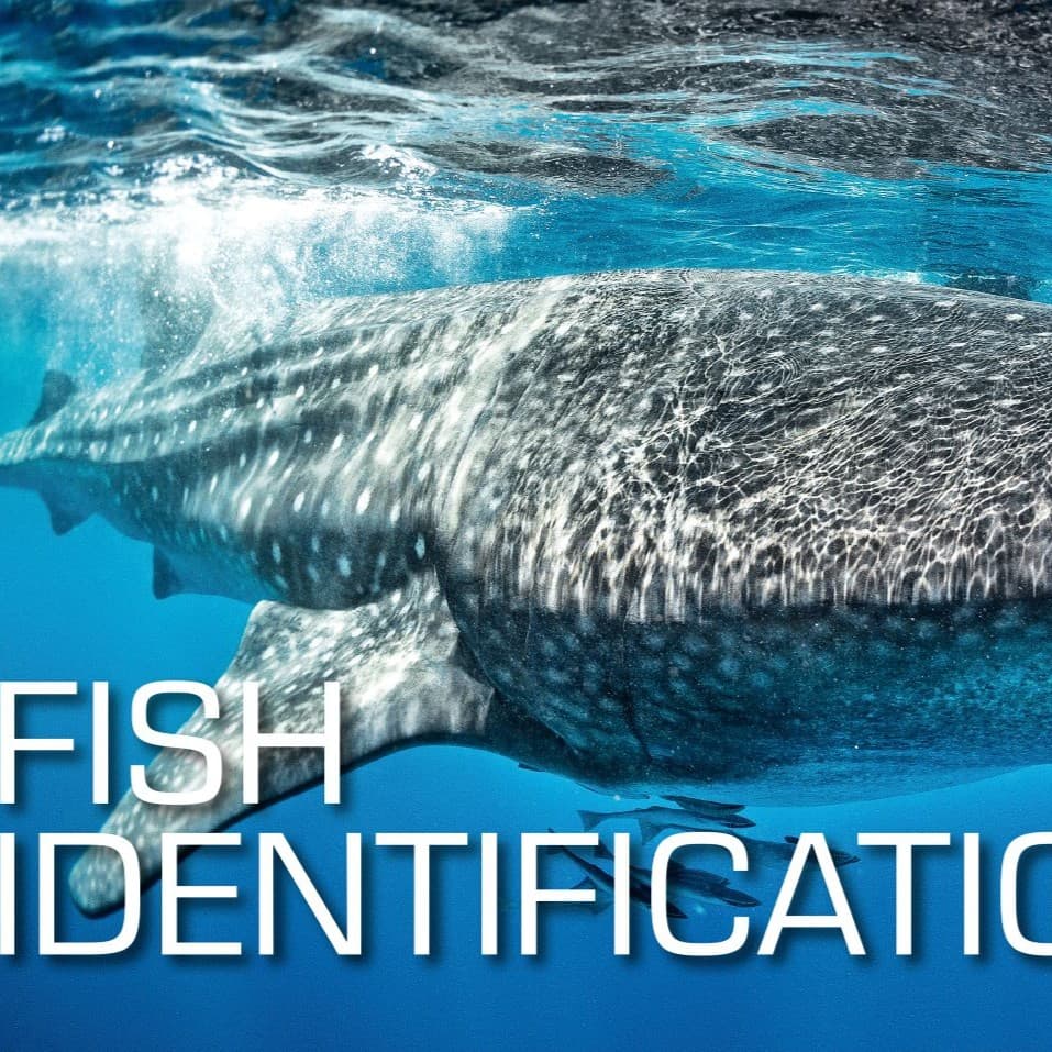 Especialidad ONLINE Identificación de Peces SSI