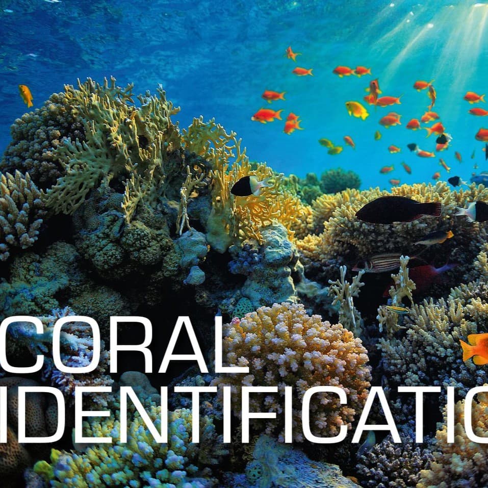 Especialidad ONLINE Identificación de Corales SSI